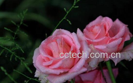 瑰花的养殖方法和注意事项有哪些-0