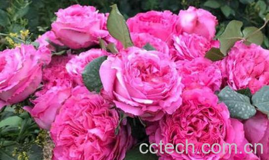 瑰花的养殖方法和注意事项有哪些-1