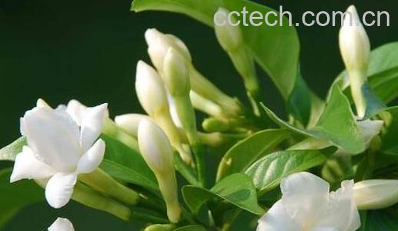 Φ子花的养殖方法和注意事项有哪些-0