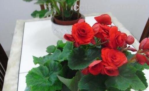 瑰海棠花的养殖方法和注意事项有哪些-0