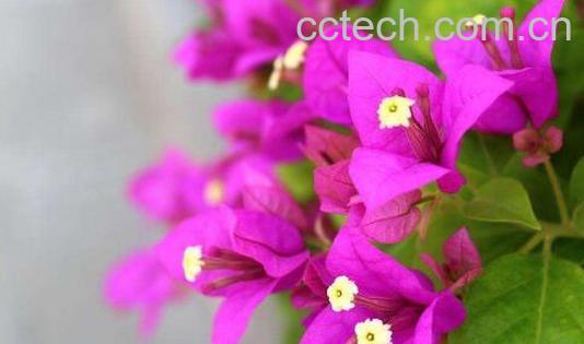 三角梅花的养殖方法和注意事项有哪些-0