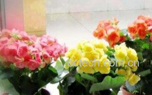 瑰海棠花的养殖方法和注意事项有哪些-1