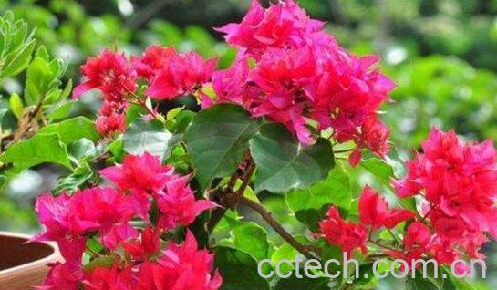 三角梅花的养殖方法和注意事项有哪些-1