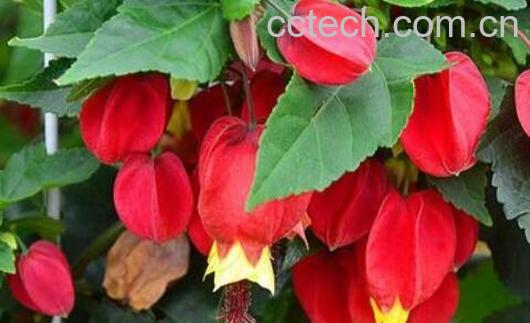 灯笼花的养殖方法和注意事项有哪些-0