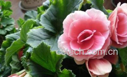 玻璃海棠花的养殖方法和注意事项有哪些-0