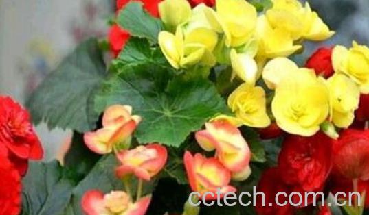 玻璃海棠花的养殖方法和注意事项有哪些-1