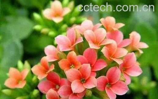 长寿花的养殖方法和注意事项有哪些-1