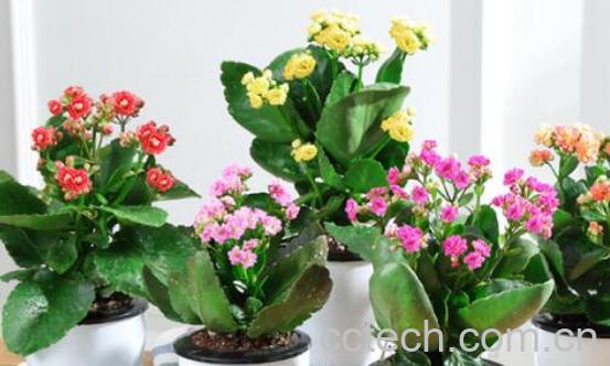 长寿花的养殖方法和注意事项有哪些-0