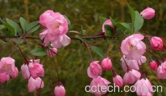 海棠花的养殖方法和注意事项有哪些-0