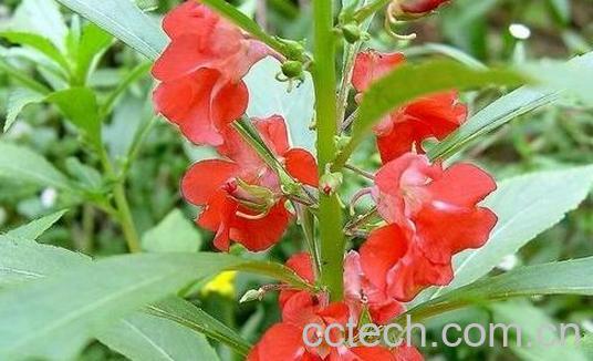 凤仙花的养殖方法和注意事项有哪些-1