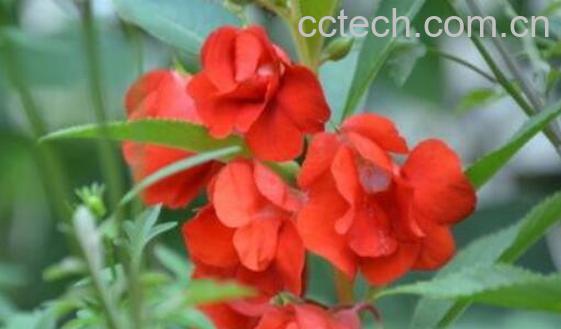 凤仙花的养殖方法和注意事项有哪些-0