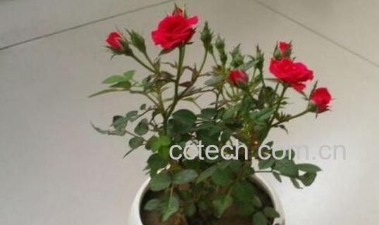 盆栽瑰花的养殖方法和注意事项有哪些-1