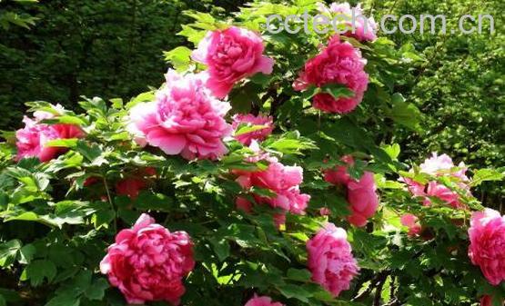 牡丹花的养殖方法和注意事项有哪些-0