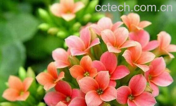 长寿花养殖方法和注意事项有哪些-0