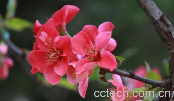 木本海棠花的养殖方法和注意事项有哪些-1