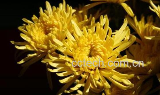 菊花的养殖方法和注意事项有哪些-1