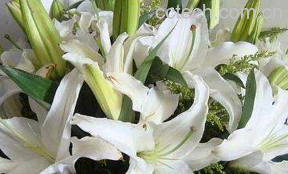 百合花的养殖方法和注意事项有哪些-1