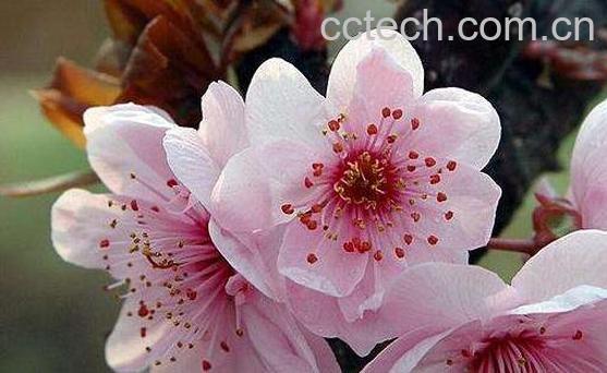 桃花的功效与作用及禁忌-1