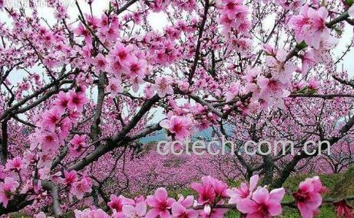 桃花的功效与作用及禁忌-0