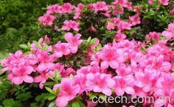 杜鹃花的养殖方法和注意事项有哪些-1