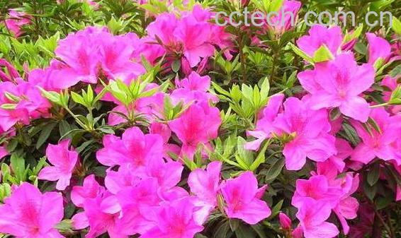 杜鹃花的养殖方法和注意事项有哪些-0