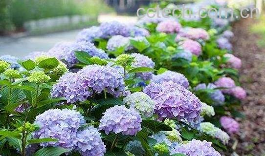 绣球花的养殖方法和注意事项有哪些-0