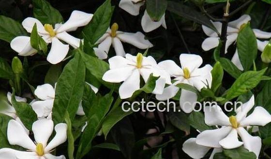 栀子花养殖方法和注意事项有哪些-0