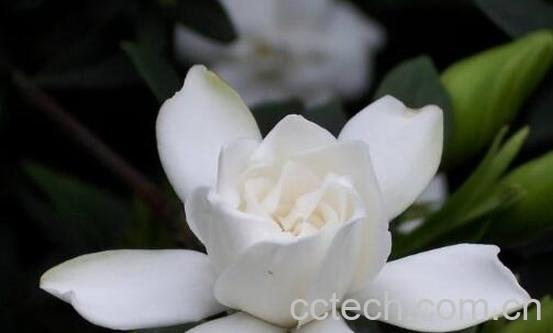 栀子花养殖方法和注意事项有哪些-1