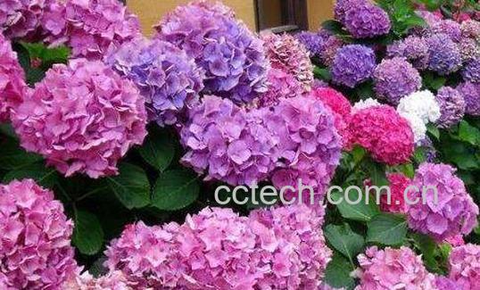 绣球花的养殖方法和注意事项有哪些-1