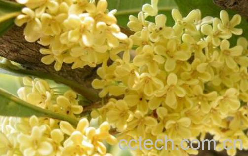 桂花的养殖方法和注意事项有哪些-1