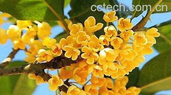 桂花的养殖方法和注意事项有哪些-0