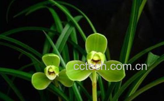 兰花的养殖方法和注意事项有哪些-0