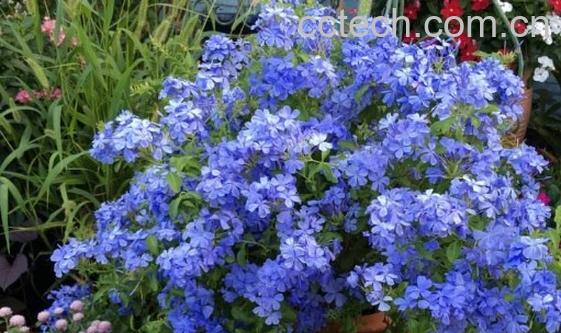 蓝雪花怎么养 蓝雪花的养殖方法和注意事项-0