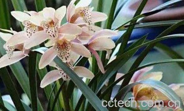 兰花的养殖方法和注意事项有哪些-1