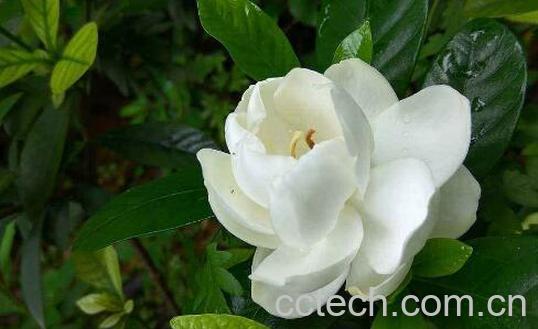 栀子花养殖方法 养殖栀子花的注意事项-0