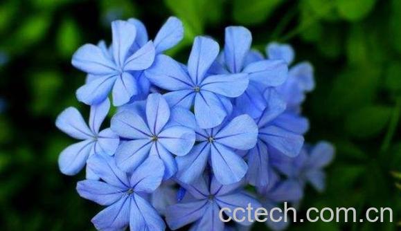 蓝雪花怎么养 蓝雪花的养殖方法和注意事项-1