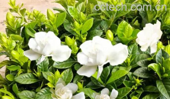 枝枝花的养殖方法和注意事项有哪些-0