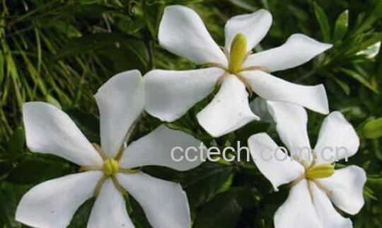 栀子花养殖方法 养殖栀子花的注意事项-1