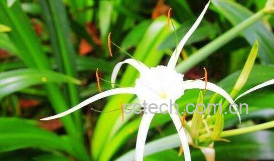 蜘蛛花的功效与作用-0