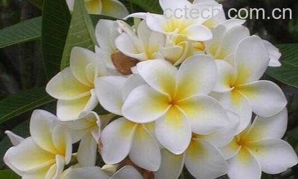 枝枝花的养殖方法和注意事项有哪些-1