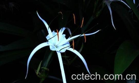 蜘蛛花的功效与作用-1