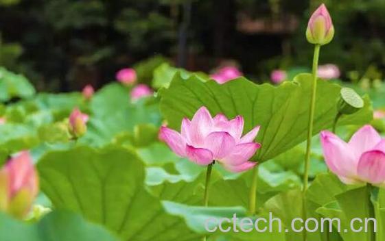 荷花与莲花有什么区别 荷花的功效与作用-0