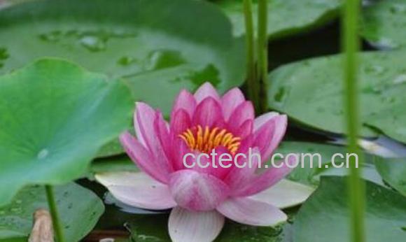 荷花与莲花有什么区别 荷花的功效与作用-1