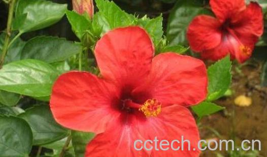 红色木槿花的功效与作用-0