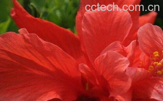 红色木槿花的功效与作用-1