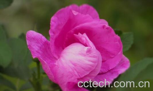 瑰花和刺梅花的区别 瑰花的功效-1