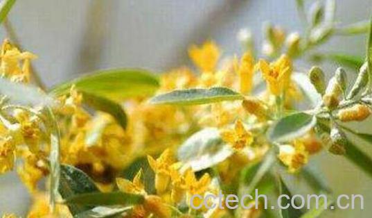 沙枣花的功效与作用-0