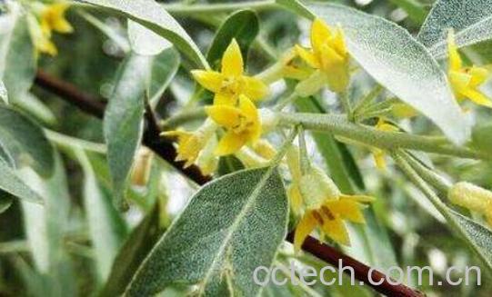 沙枣花的功效与作用-1