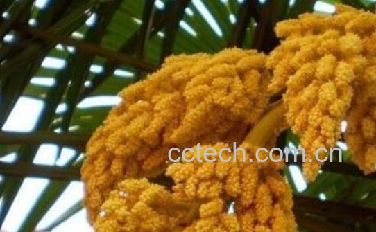 棕榈花怎么吃 棕榈花的食用方法-0