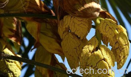 棕榈花怎么吃 棕榈花的食用方法-1